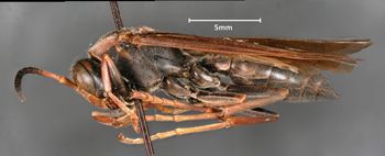 Media type: image;   Entomology 33151 Aspect: habitus lateral view